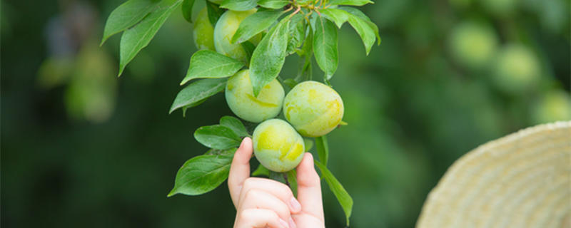 李子核怎么种才能发芽（李子树种子怎样才能发芽）