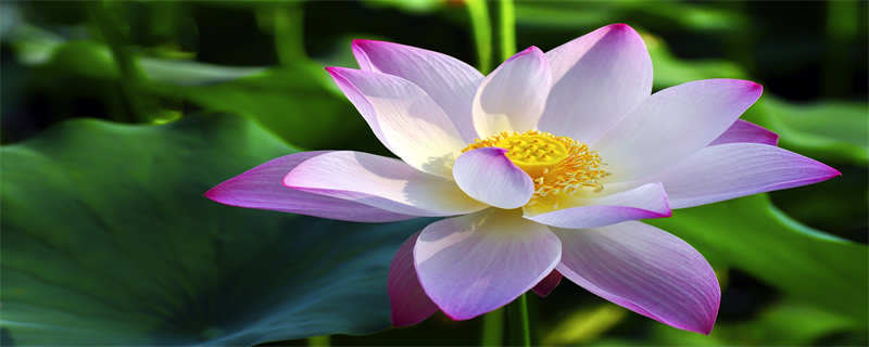 姜荷花的种植方法 姜荷花怎么栽