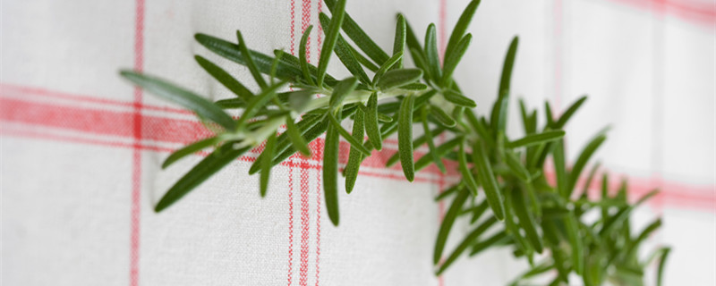 迷迭香在中国叫什么（迷迭香中国有吗）