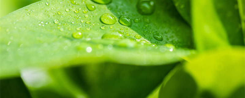 豆瓣绿的养殖方法 豆瓣绿的养殖方法和注意事项