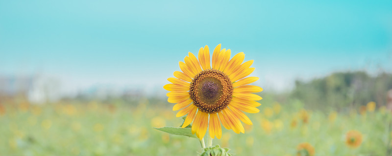 象征积极向上的花草 象征积极向上的花草十大