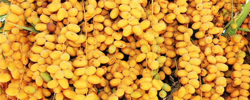 枣椰树生长的自然条件是什么 椰枣树的生长的自然条件