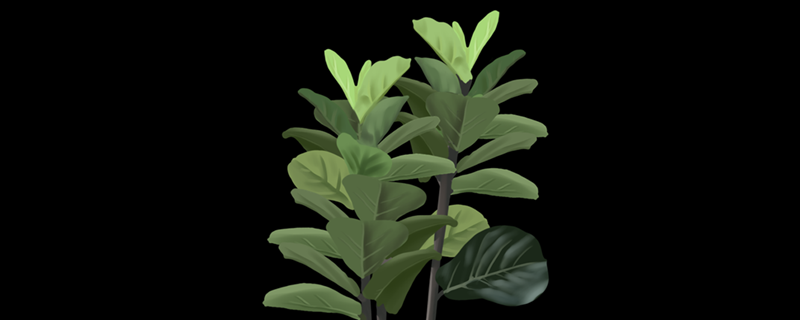 橡皮树的修剪时间 橡皮树什么时候剪枝