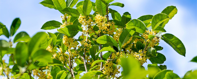 桂花什么季节开花（桂花什么季节开花的）