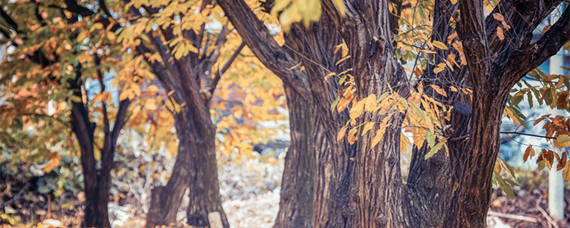 夏季杏树嫁接方法 杏树怎么嫁接