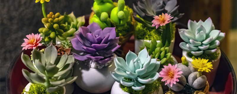 月兔耳和黑兔耳的区别（月兔耳的特点）