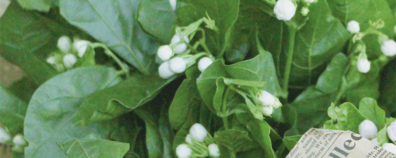 茉莉花施肥时间和方法（茉莉花什么时候浇肥）