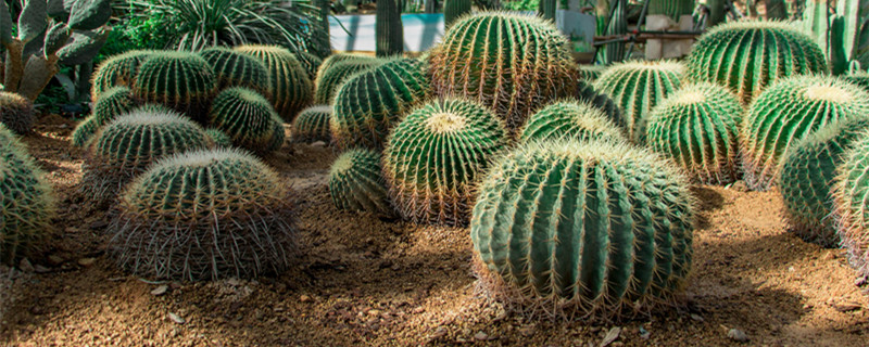 仙人球的花语 仙人球的花语短句