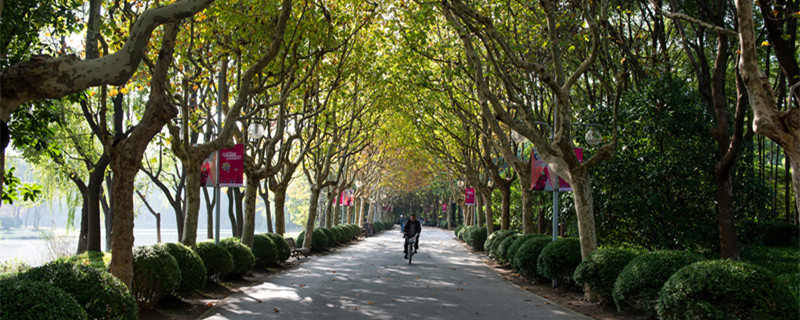 中国梧桐果实能吃吗 梧桐树果实能吃吗?对身体都有什么好处?