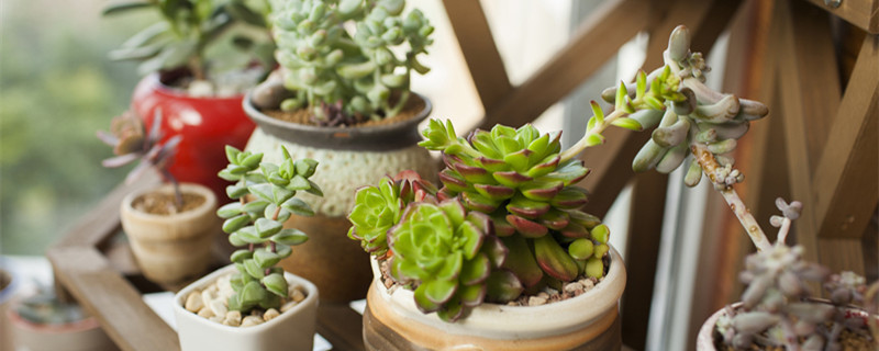 多肉金枝玉叶的养殖方法和注意事项 多肉植物金枝玉叶的养殖方法