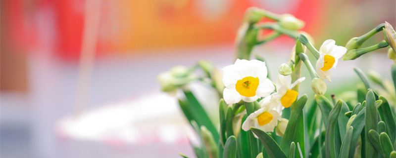 水仙开花后怎么处理（水仙开花后怎样处理）