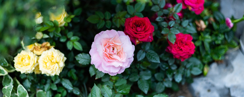 有几种树能嫁接月季 那几种树可以嫁接月季