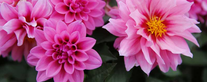 大丽花的养殖方法有哪些(大丽花怎么养殖方法)