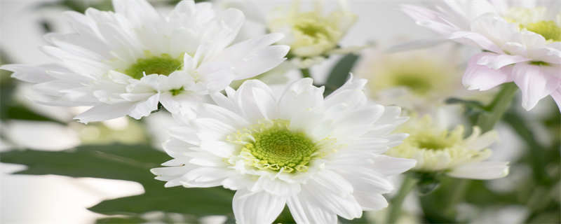 花海一般种什么花 花海花种什么花最好看