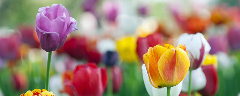 郁金香种球4月份可以种吗(郁金香种球五月份可以种吗)