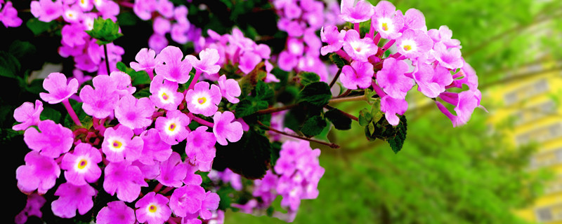 五色梅有毒吗（五色梅有毒吗会引起过敏吗）