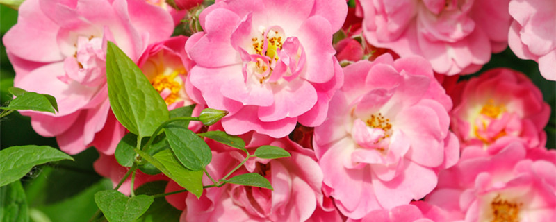 蔷薇花的花语 粉色蔷薇花的花语