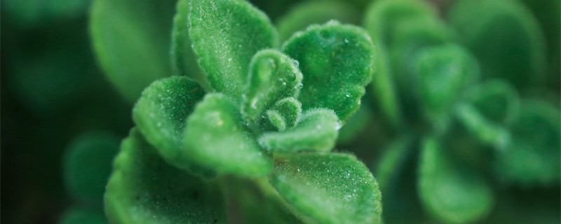 碰碰香有毒吗（碰碰香有毒吗 应该怎么养的）