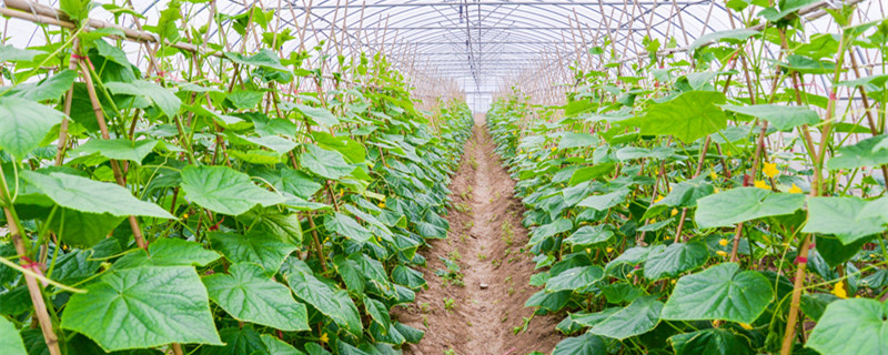 黄瓜不长藤是什么原因 黄瓜只长秧不开花是什么原因