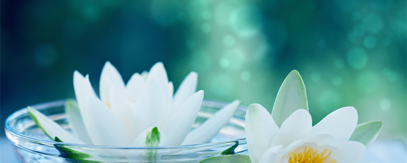 什么是睡莲（什么是睡莲,它和荷花有什么区别）