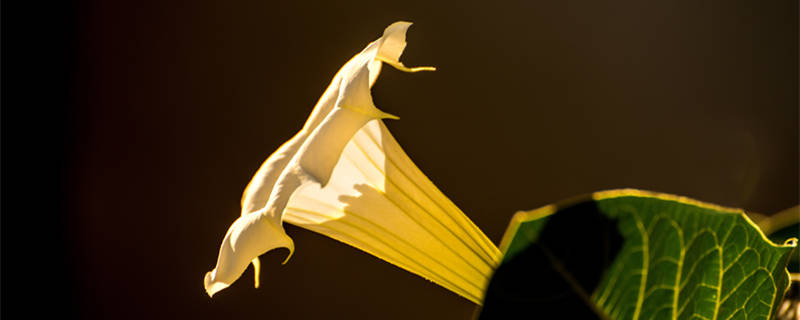 夕颜花的花语和寓意（夕颜花象征着什么）