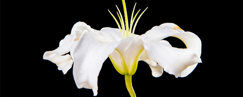 百合花是一年生还是多年生（百合花是年年种还是种一次就可以）