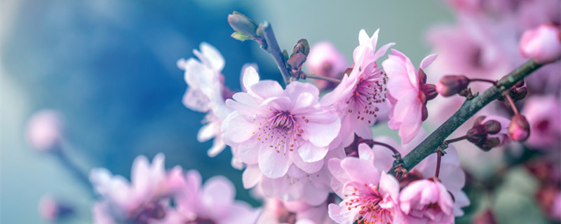 梅花几月开花(梅花几月开花几月落花)