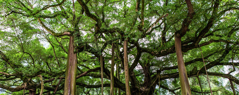 中国鸽子树是什么（中国鸽子树是什么珍稀植物）