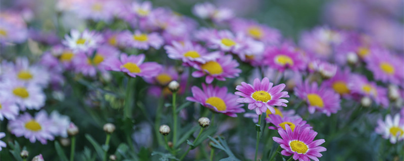 荷兰菊开完了花怎么办（荷兰菊开花后怎么处理）