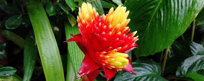 水塔花开花后花枯萎了怎么办(水塔花的花枯萎了怎么办)