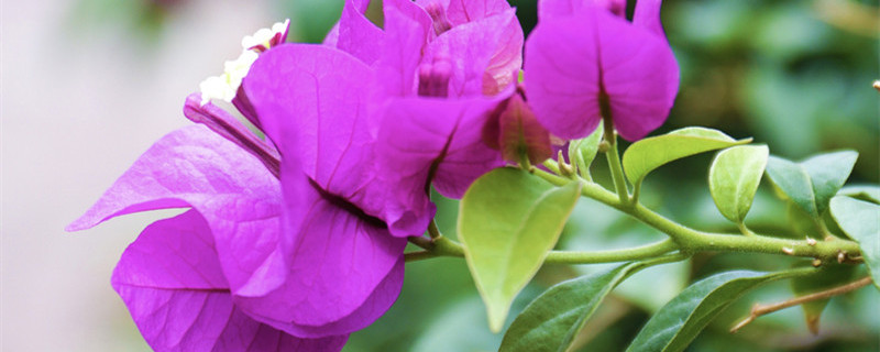 三角梅花期 三角梅花期多长