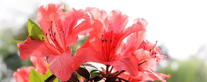 杜鹃花语是什么（簕杜鹃花语是什么）