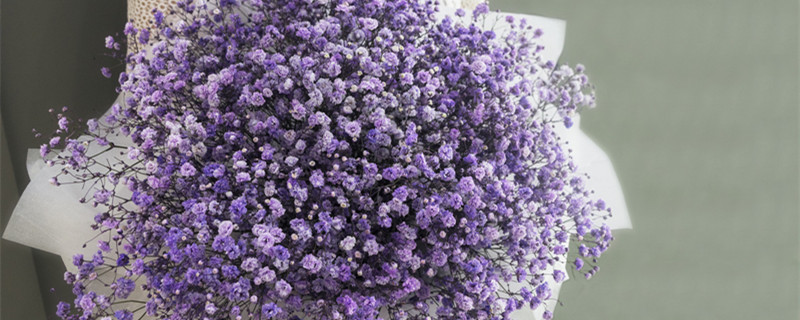 满天星幼苗长什么样（满天星的幼苗）