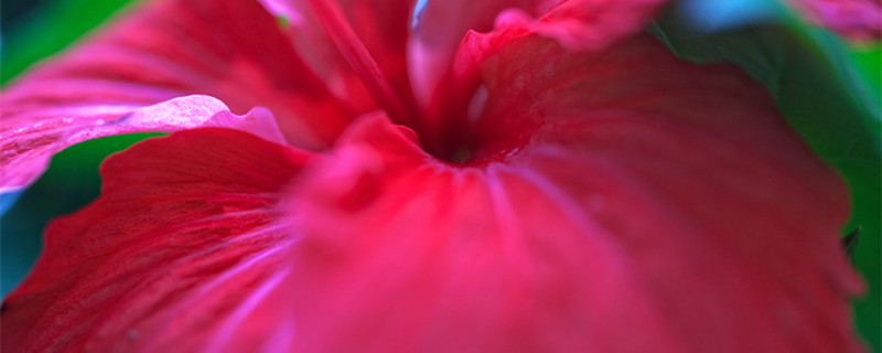 芙蓉花大岩桐种植方法 大岩桐花图片养殖方法