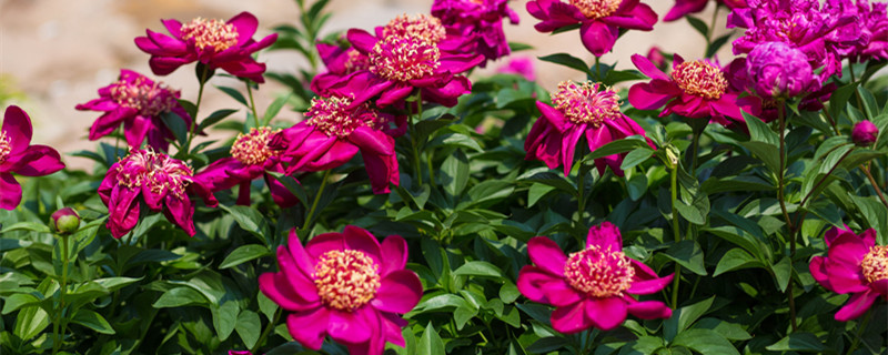 芍药如何养（芍药如何养好）