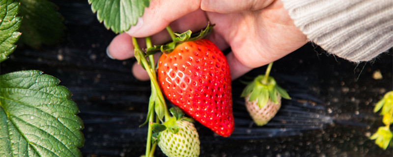 草莓种植时间和方法 奶油草莓种植时间和方法