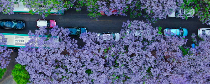 蓝雪花的养殖方法 蓝雪花的养殖方法和扦插