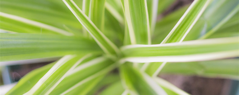 家庭养什么花好 家里养什么花风水好