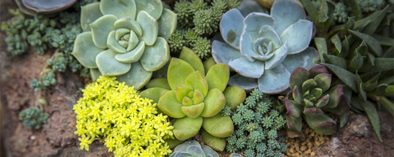 养多肉植物注意事项（多肉的种植注意事项）