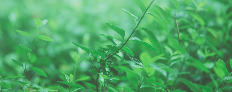 胡椒木为什么叫驱蚊草 胡椒木驱蚊草真的能驱蚊吗