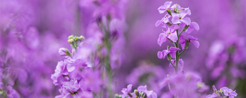 紫罗兰花语寓意（紫罗兰花语寓意英文怎么说）