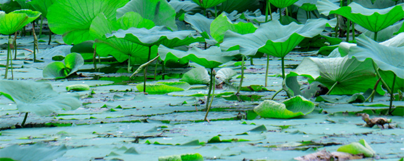 水草种子为什么有粘液 水草种子出现粘液