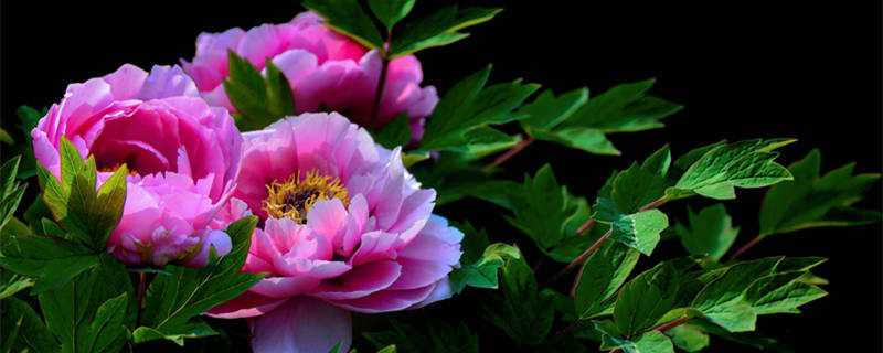 万花之王指的是什么花 万花之王是什么花名