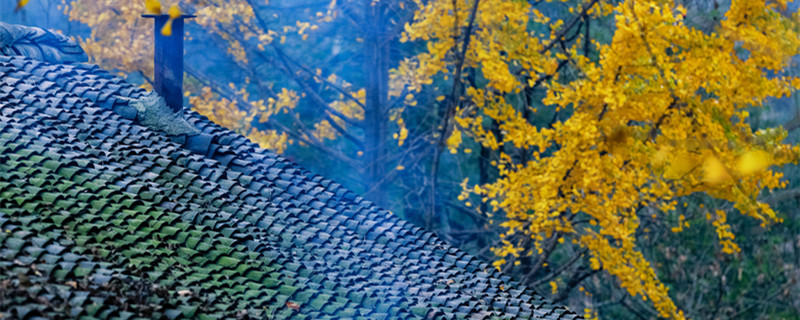 银杏是什么植物 银杏是裸子植物吗