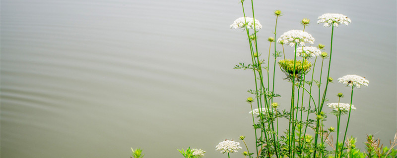白芷种植技术 白芷种植技术及亩收益百科
