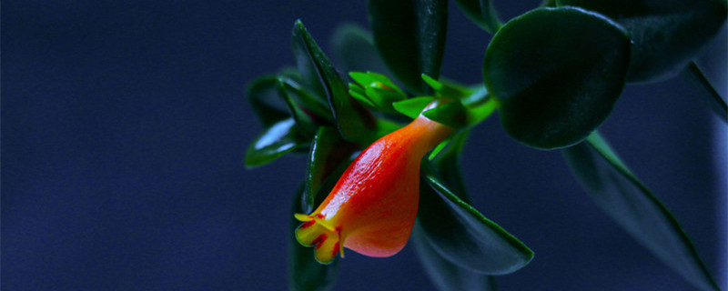 金鱼草的养殖方法 金鱼草的养殖方法和注意事项吊兰