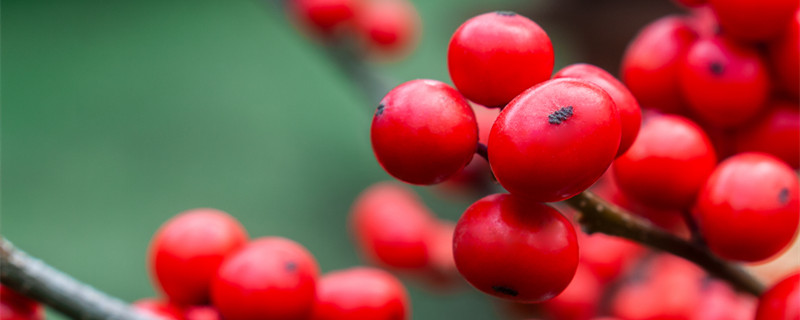 冬青花语（冬青花语是什么意思）