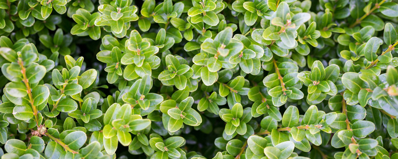 幸福树叶子一碰就掉,叶子发干怎么办（幸福树叶子一碰就掉,叶子发干怎么办欧美激情,视频在线）