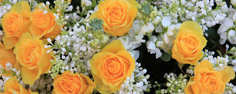 五朵玫瑰代表什么 五十五朵玫瑰代表什么