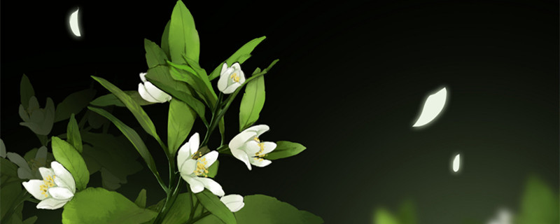 水培栀子花怎样养才能开花(水培栀子花如何养)